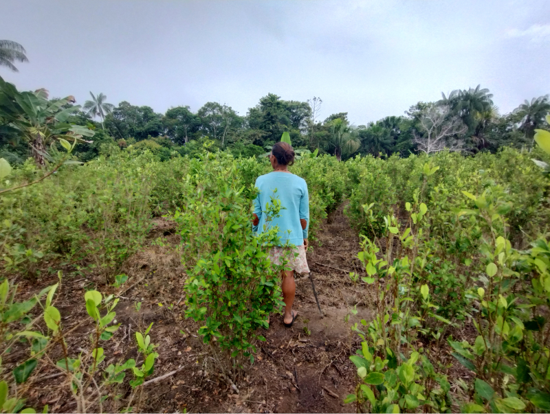 Una mujer entre arbustos de coca en un campo en la provincia Mariscal Ramón Castilla, en la región peruana de Loreto, donde la producción de coca se ha expandido en los últimos años. Foto: Pamela Huerta